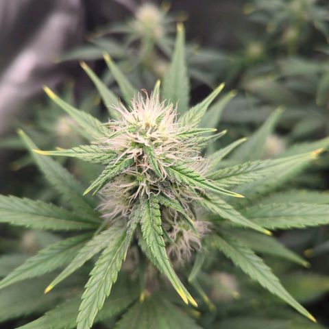 Easy Bud growlog timeline photo