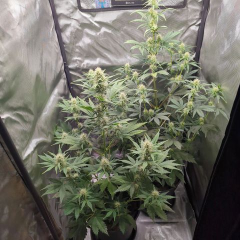 Easy Bud growlog timeline photo