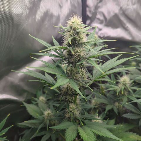 Easy Bud growlog timeline photo