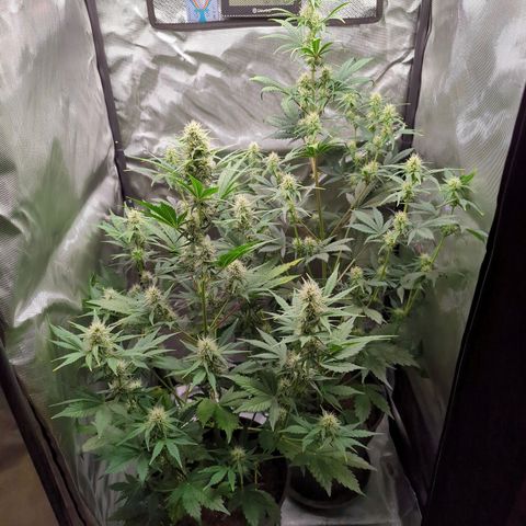Easy Bud growlog timeline photo