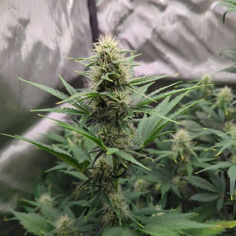 Easy Bud growlog timeline photo