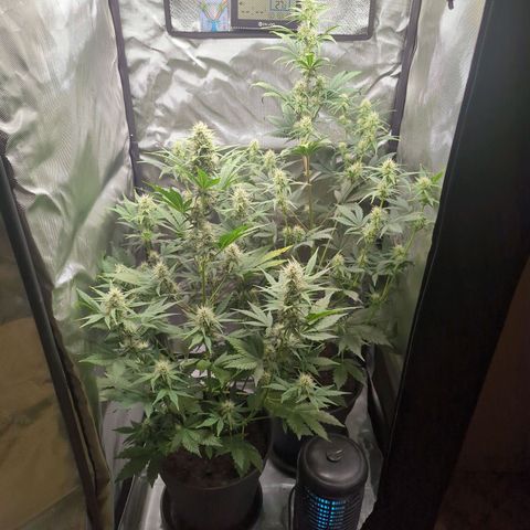 Easy Bud growlog timeline photo