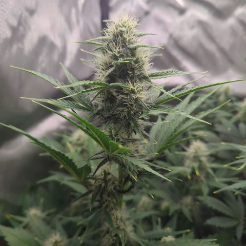 Easy Bud growlog timeline photo