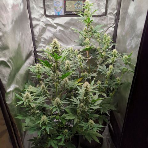 Easy Bud growlog timeline photo