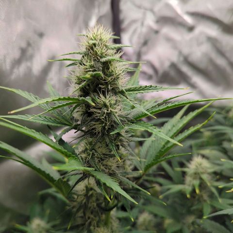 Easy Bud growlog timeline photo