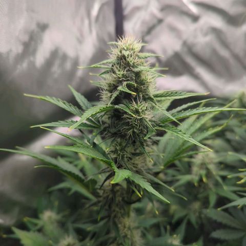 Easy Bud growlog timeline photo