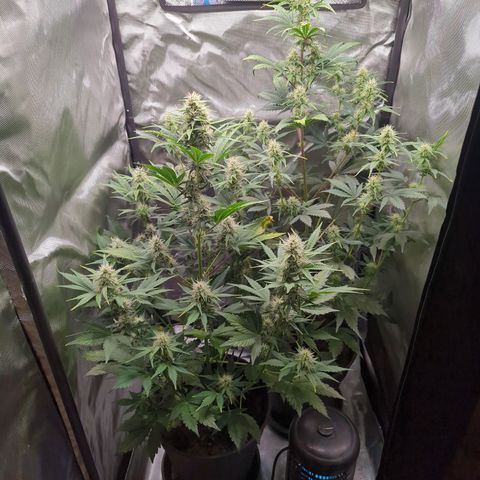 Easy Bud growlog timeline photo
