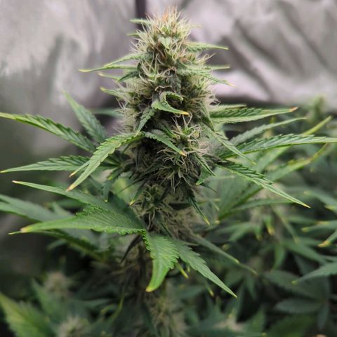 Easy Bud growlog timeline photo