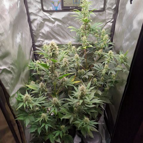 Easy Bud growlog timeline photo