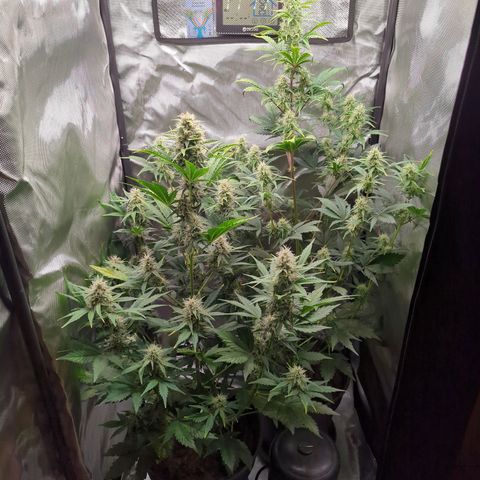 Easy Bud growlog timeline photo