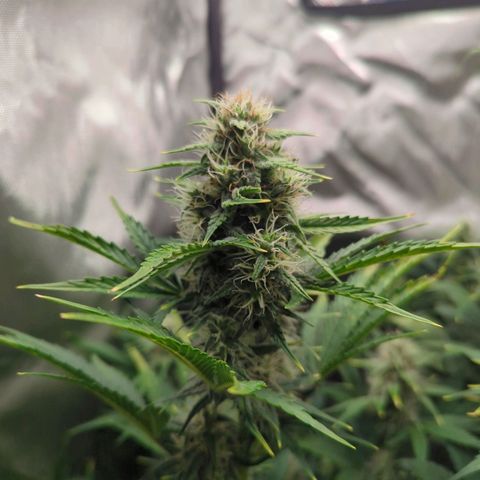 Easy Bud growlog timeline photo