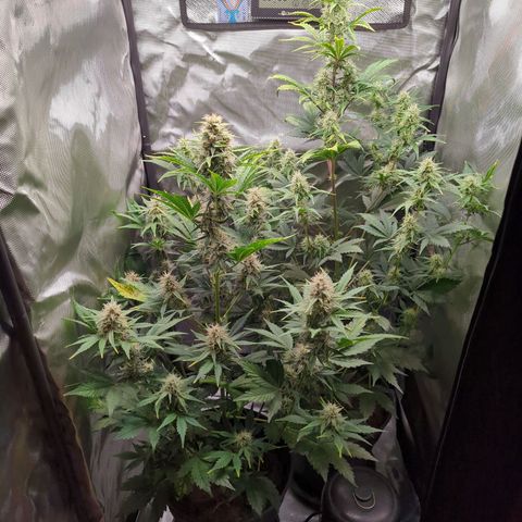Easy Bud growlog timeline photo