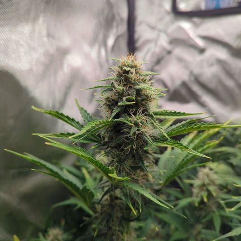 Easy Bud growlog timeline photo