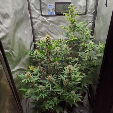Easy Bud growlog timeline photo