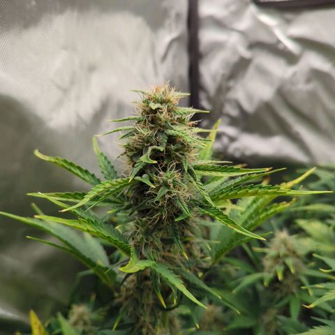 Easy Bud growlog timeline photo