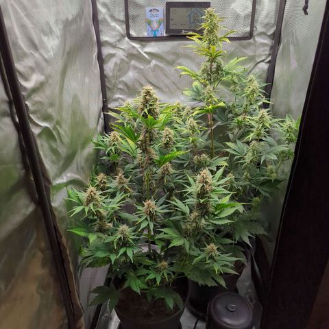 Easy Bud growlog timeline photo