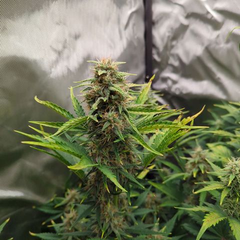 Easy Bud growlog timeline photo