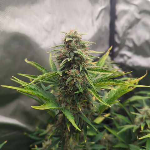 Easy Bud growlog timeline photo