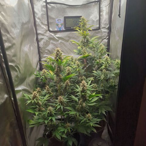Easy Bud growlog timeline photo
