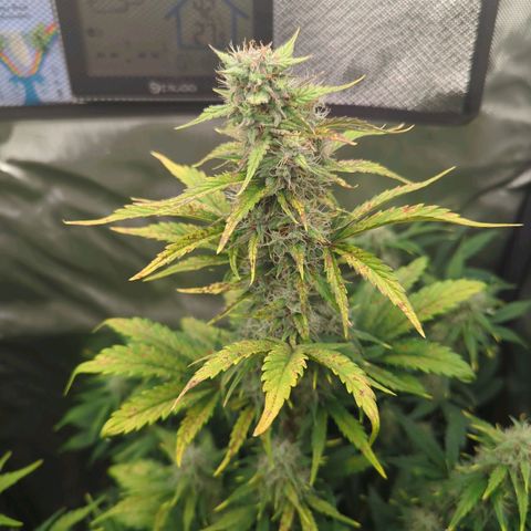 Easy Bud growlog timeline photo