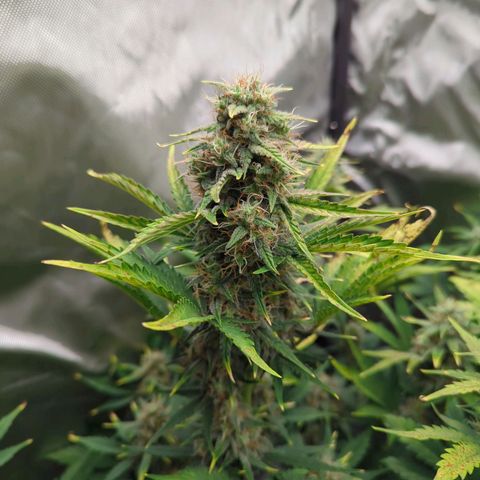 Easy Bud growlog timeline photo
