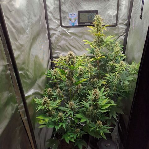 Easy Bud growlog timeline photo