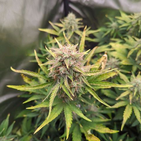 Easy Bud growlog timeline photo