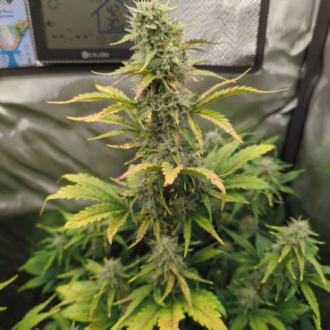 Easy Bud growlog timeline photo