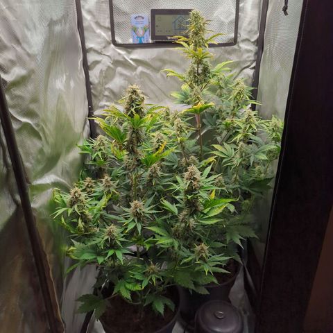 Easy Bud growlog timeline photo