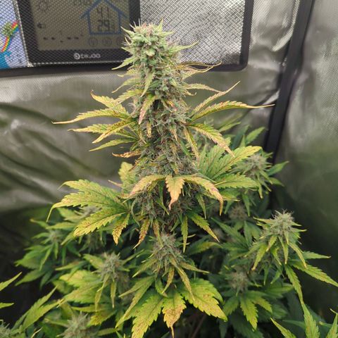 Easy Bud growlog timeline photo