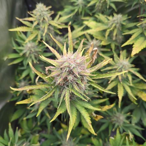 Easy Bud growlog timeline photo