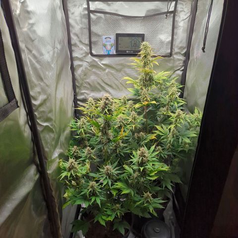 Easy Bud growlog timeline photo
