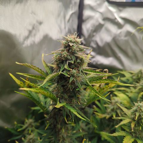 Easy Bud growlog timeline photo