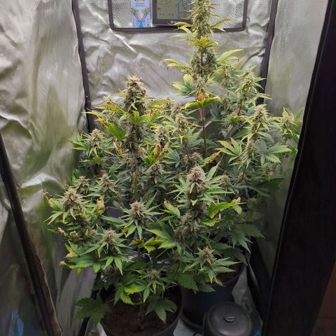Easy Bud growlog timeline photo