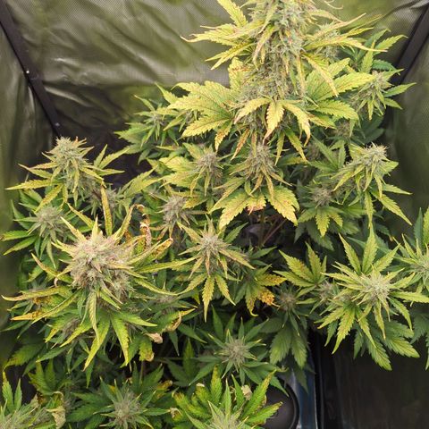 Easy Bud growlog timeline photo