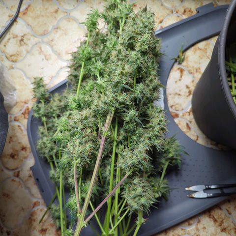 Easy Bud growlog timeline photo