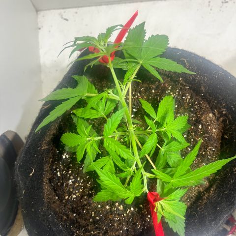 Gorilla Punch Auto growlog timeline photo