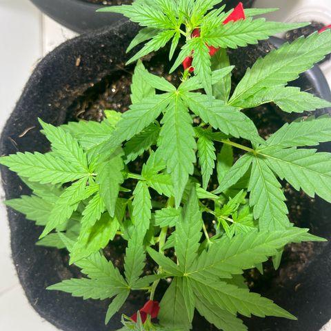 Gorilla Punch Auto growlog timeline photo
