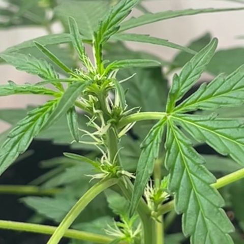 Gorilla Punch Auto growlog timeline photo