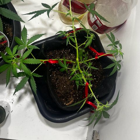 Gorilla Punch Auto growlog photo: Lst & desfoliacao