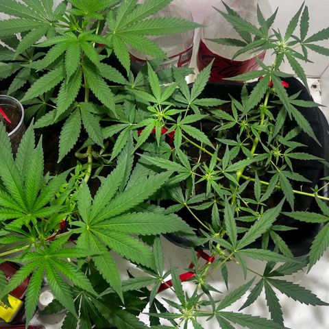 Gorilla Punch Auto growlog timeline photo