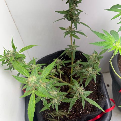 Gorilla Punch Auto growlog timeline photo