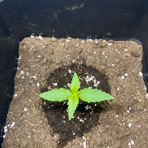 Mimosa Automatic growlog timeline photo