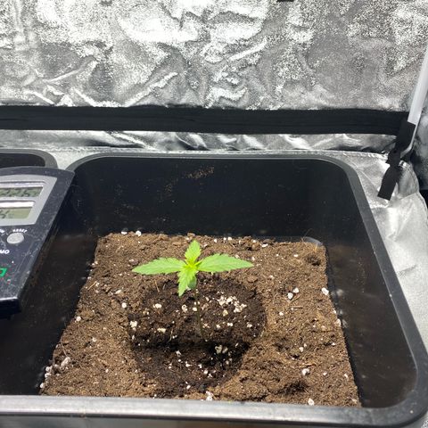 Mimosa Automatic growlog timeline photo