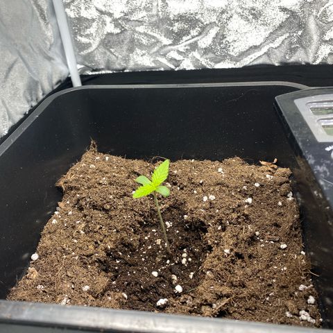 Bubble Kush Automatic growlog timeline photo