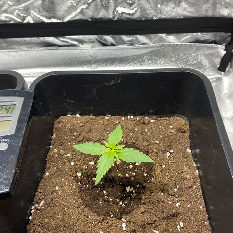Mimosa Automatic growlog timeline photo