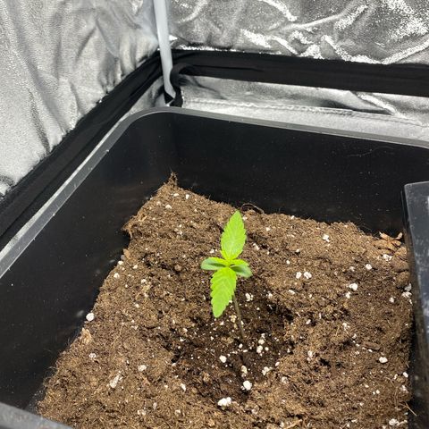 Bubble Kush Automatic growlog timeline photo