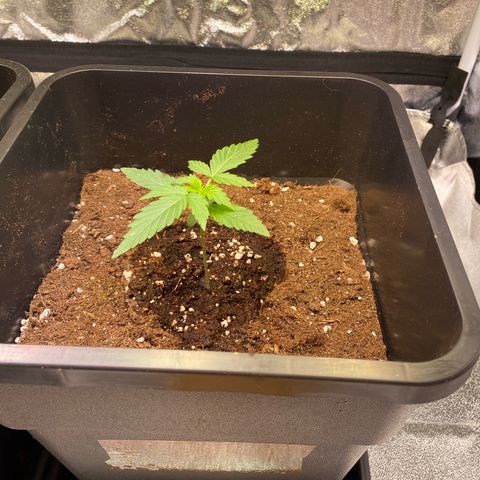 Mimosa Automatic growlog timeline photo