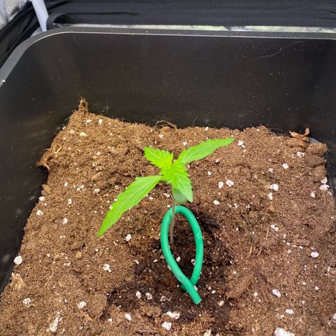 Bubble Kush Automatic growlog timeline photo