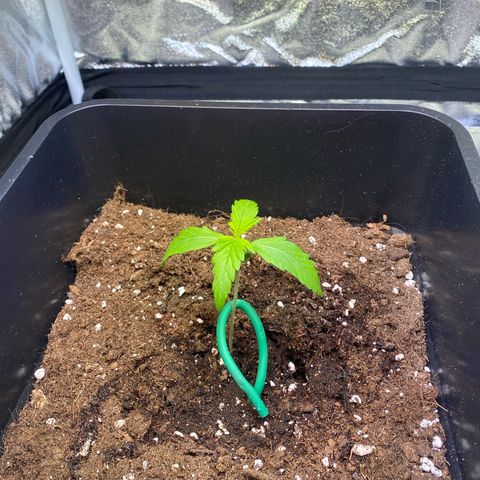 Bubble Kush Automatic growlog timeline photo